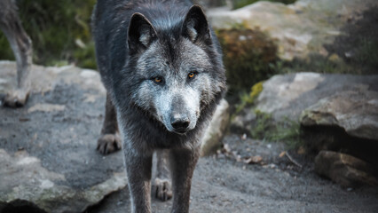Obraz premium wölfe, wolf, wildtier, wolfsgeheul, wald