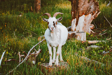 White Goat on Wood Log