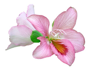 pink orchid isolated on clear background