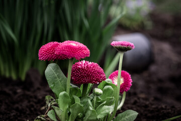 Bellis perennis, daisy, common daisy, lawn daisy or English daisywith pink lush flowers on the krumba in spring © Maryna