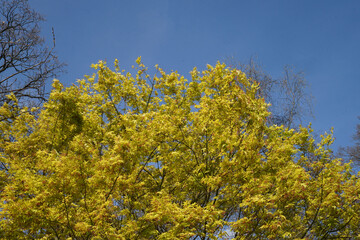 Fototapeta premium flowers and sky