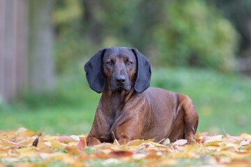 Bavarian Mountain Hound lying on beautifully colored autumn leaves