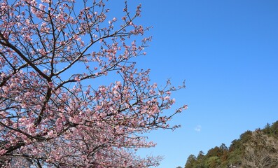 河津桜と青空