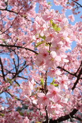 桜と青空
