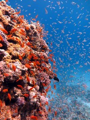 Fototapeta na wymiar red sea fish and coral reef at blue hole dive spot in dahab, red sea Egypt