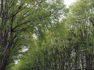 Obraz premium Broad boulevard in Turin city centre