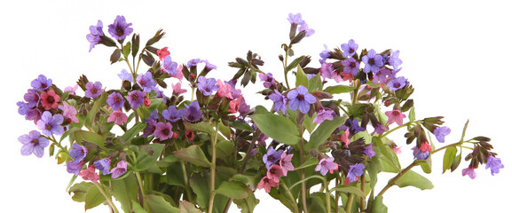 Wild spring forest flowers Lungwort isolated on white background. Small wildflowers Pulmonaria obscura, Unspotted lungwort.