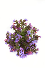 Wild spring forest flowers Lungwort isolated on white background. Small wildflowers Pulmonaria obscura, Unspotted lungwort.