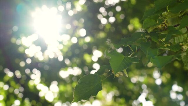 Beautiful sunny green, white natural bokeh 4k abstract video background. Closeup view of branch of summer linden tree isolated on green leaves boke background with sparkling sunlight through foliage
