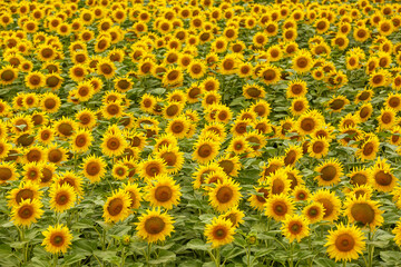 Beautiful field of blooming sunflowers, sunflower field natural background