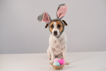 Funny dog Jack Russell Terrier in a bunny costume with a basket of painted eggs on a white background. Catholic Easter symbol