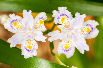 山野草のアップ