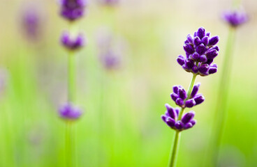 風になびくムスカリの花