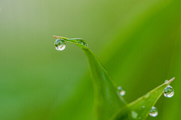 笹の葉と一滴のしずく