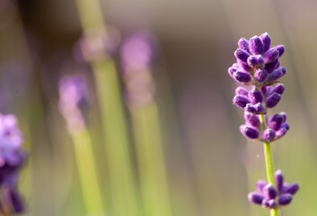 ムスカリの花1輪