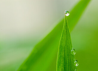 とがった葉の上のしずく