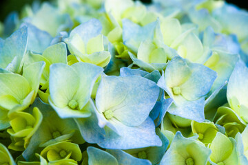 明るい紫のあじさい