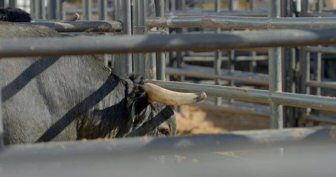 A rank bull dips his head down to the ground behind metal chute bars in Dallas, Texas.