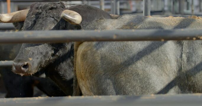 A rank bull with a body branding mark behind metal chute bars in Dallas, Texas.