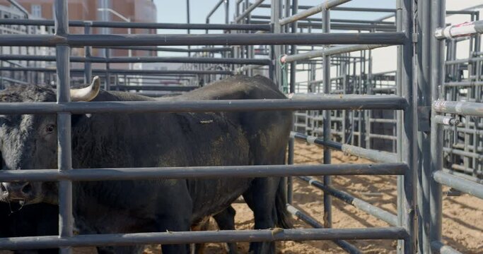 A rank bull walks through a metal chute while looking at the camera in Dallas, Texas.
