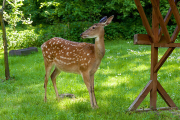 Young spotted deer in the forest on a clearing