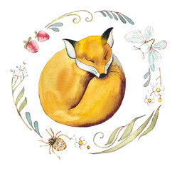 Sleeping Red Fox. Watercolor hand drawn illustration - 593912456
