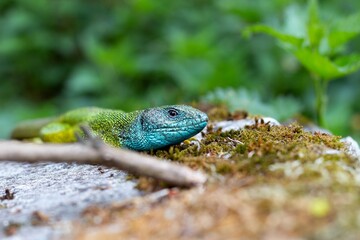Naklejka na ściany i meble European green lizard (Lacerta viridis) basking in the sun on the top of a moss-covered stone