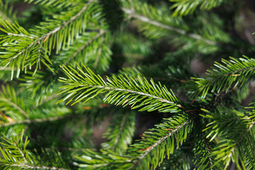 Fototapeta premium Spruce branches with shiny green needles. Close-up. Selective focus.