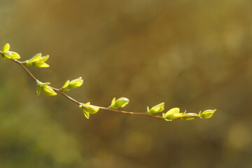 Blurred spring background with a twig with blossoming leaves in the foreground. Selective focus.