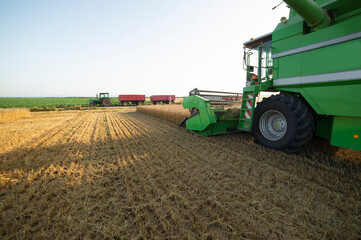 Obraz premium Harvesting wheat harvester on a sunny summer day