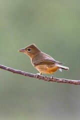 Vertical shot of Summer tanager bird on a branch against blur background
