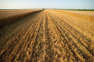 Harvesting wheat harvester on a sunny summer day