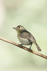 Vertical closeup of a Cuban Vireo perching on a wooden stick