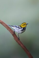Vertical closeup of a Black-throated Gree Warbler perching on a wooden stick