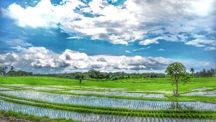 Fototapeta na wymiar the beauty of the rice fields in Bali during the day