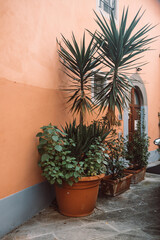 Pot plants garden in front of shabby townhouse facade - city landscape. Architecture details and gardening. Pisa, Italy
