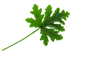 Leaf of the Citronella Geranium plant (Scent Geranium, Pelargonium) isolated on a transparent...