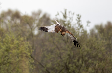 marsh harrier