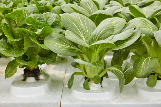 Hydroponic growth system on water with vegetables in a greenhouse