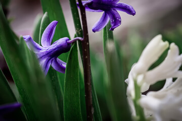 Pink heacinth flowers in flower bed in spring after rain