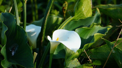 Flor con pétalos blancos en el campo verde