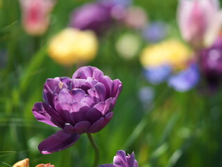 春の庭に咲き誇るチューリップの花々