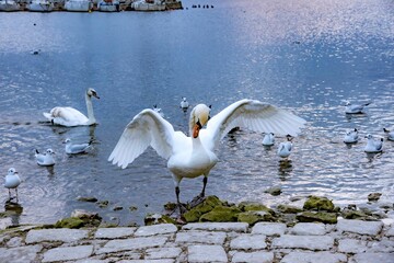 Mute swan standing on the rocky shore with seagulls on the background floating in the water