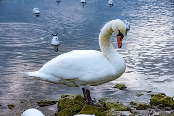 Mute swan standing on the rocky shore with seagulls on the background floating in the water