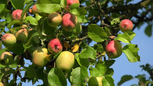 &Auml;pfel am Apfelbaum