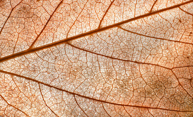 Close-up leaf. Leaf veins texture. Macro photography.