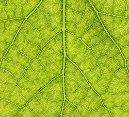 Close up leaf. Macro photography.