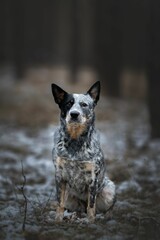 Naklejka na ściany i meble Vertical closeup of a Australian Cattle dog sitting on the snow covered ground in the forest