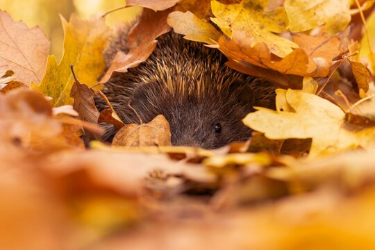 Northern white-breasted hedgehog (Erinaceus roumanicus) peeking from under beautifully colored heap of leaves on a warm autumn day.