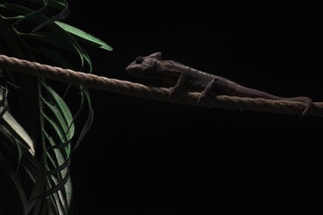 Closeup of a brown chameleon on a rope at night